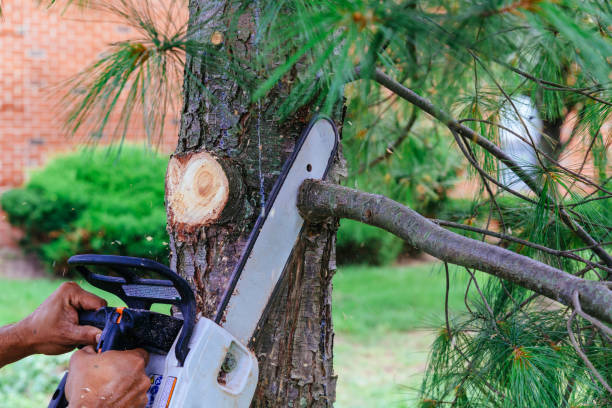 How Our Tree Care Process Works  in  Winnie, TX